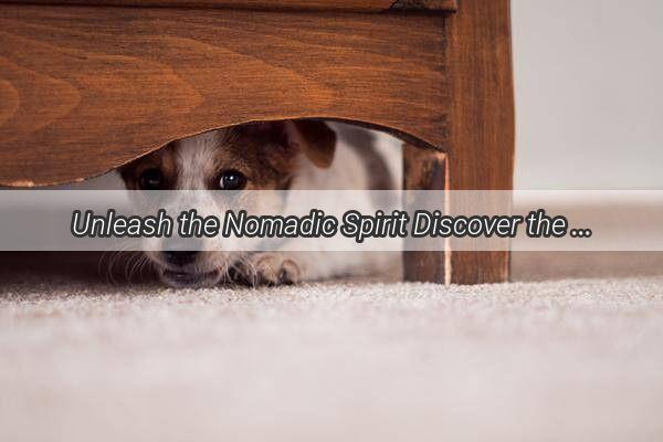 Unleash the Nomadic Spirit Discover the Rich Tapestry of Mongolian Dog Names